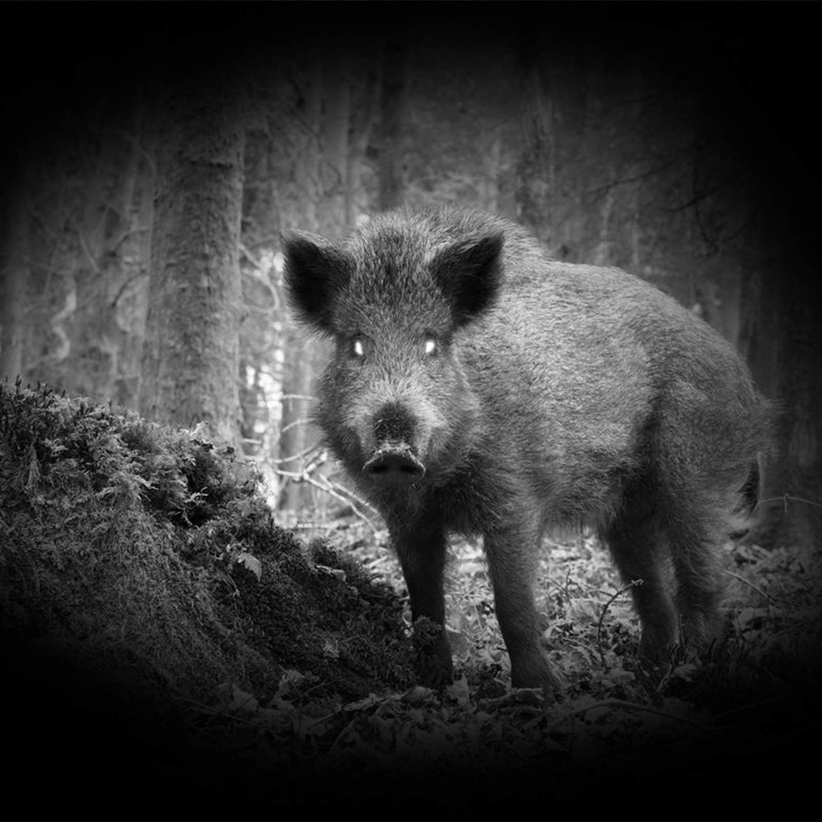 PARD FD1 Digitales Nachtsicht-Vorsatzgerät PARD FD1 Digitales Nachtsicht-Vorsatzgerät