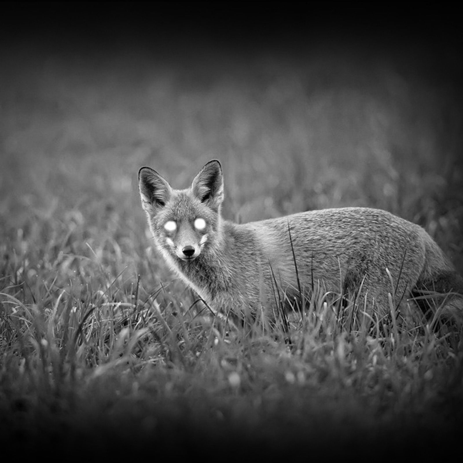 Pard Nachtsichtgerät NV007SP Pard Nachtsichtgerät NV007SP